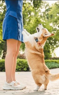 Why Does My Dog Follow Me Everywhere? 7 Common Reasons