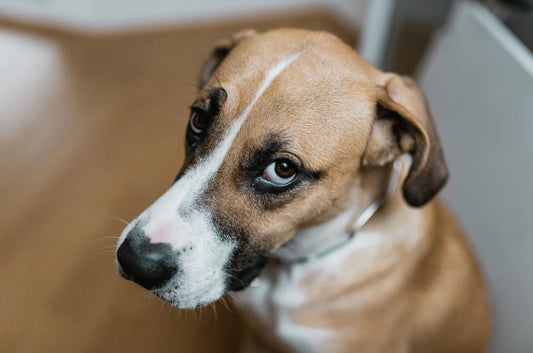 Why Does My Dog Stare at Me? 8 Meanings Behind That Look